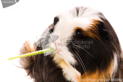 Image of guinea pig isolated on the white background. coronet
