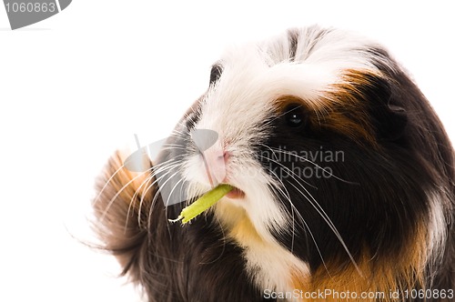 Image of guinea pig isolated on the white background. coronet