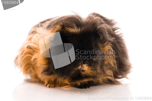 Image of guinea pig isolated on the white background. marino