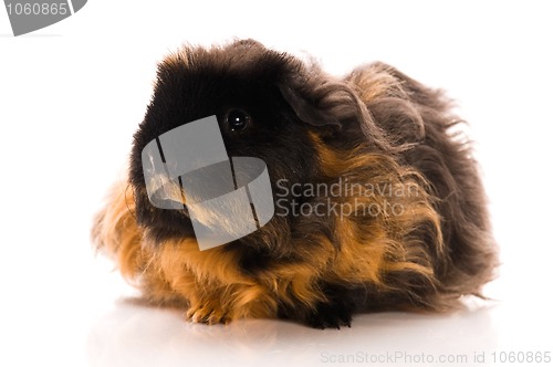 Image of guinea pig isolated on the white background. marino