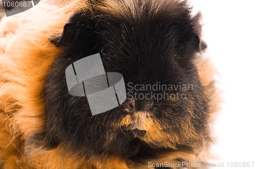 Image of guinea pig isolated on the white background. marino