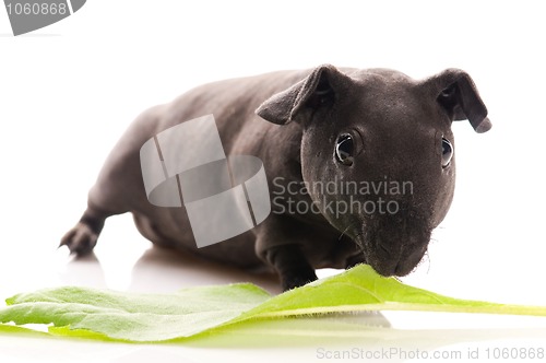 Image of skinny guinea pig isolated on the white background