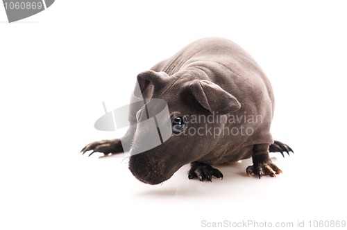 Image of skinny guinea pig isolated on the white background