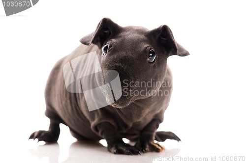 Image of skinny guinea pig isolated on the white background