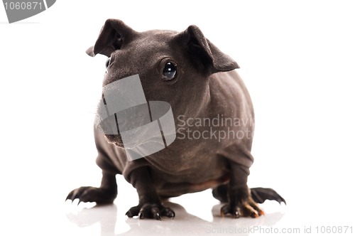 Image of skinny guinea pig isolated on the white background