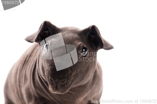 Image of skinny guinea pig isolated on the white background