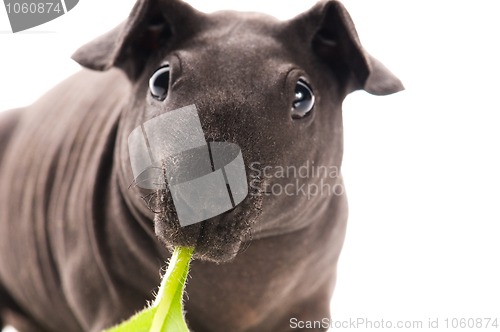 Image of skinny guinea pig isolated on the white background