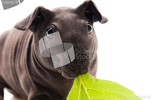 Image of skinny guinea pig isolated on the white background