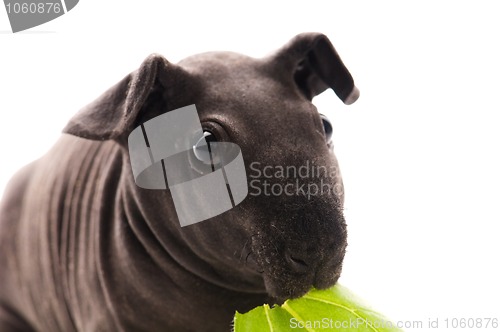 Image of skinny guinea pig isolated on the white background