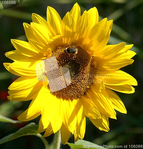 Image of SUNFLOWER AND BEE