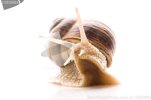 Image of Snail