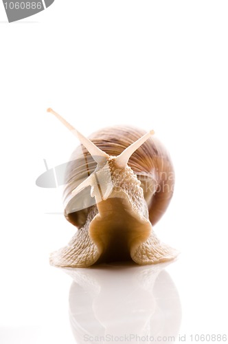 Image of Snail