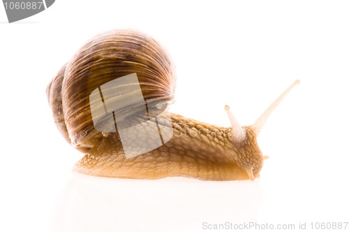 Image of Snail