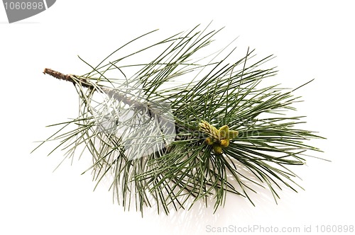 Image of pine branch isolated on the white background 