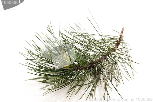 Image of pine branch isolated on the white background 