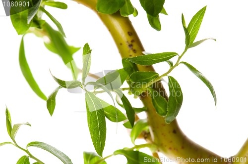 Image of Tree branch with leaves isolated on white 