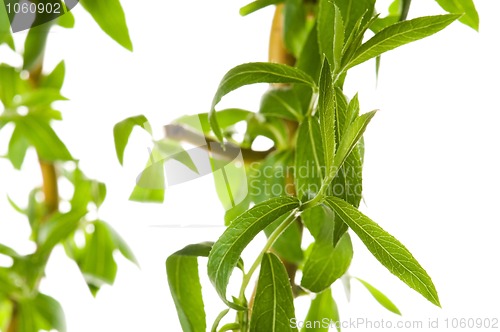 Image of Tree branch with leaves isolated on white 