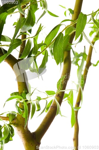 Image of Tree branch with leaves isolated on white 