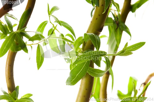 Image of Tree branch with leaves isolated on white 