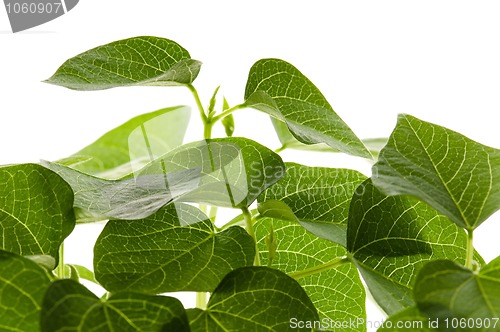 Image of growing plants. beans