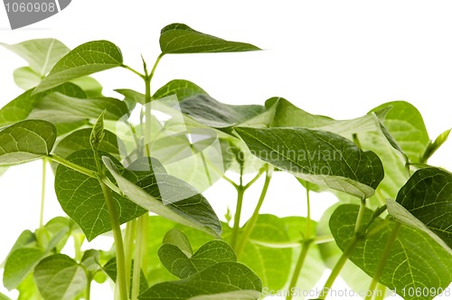 Image of growing plants. beans