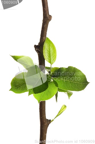 Image of Tree branch with leaves isolated on white 