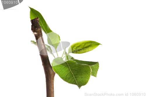 Image of Tree branch with leaves isolated on white 