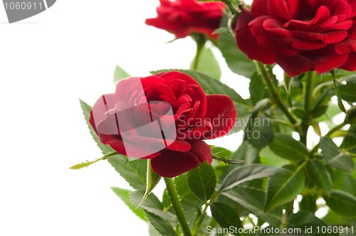 Image of red roses on a white background