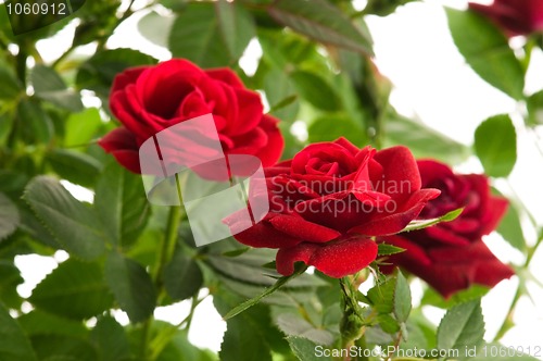 Image of red roses on a white background