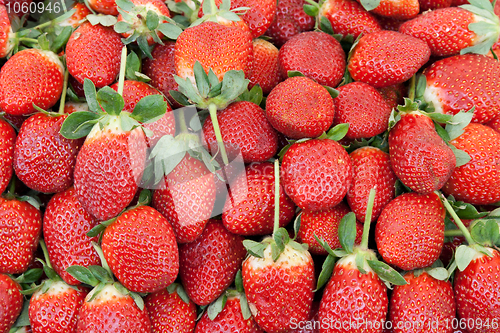 Image of Ripe red strawberries