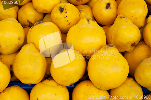 Image of Mellow yellow sweet quince