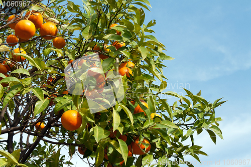 Image of Branches with the fruits