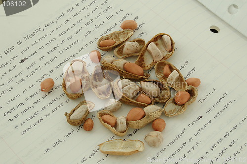 Image of Peanut