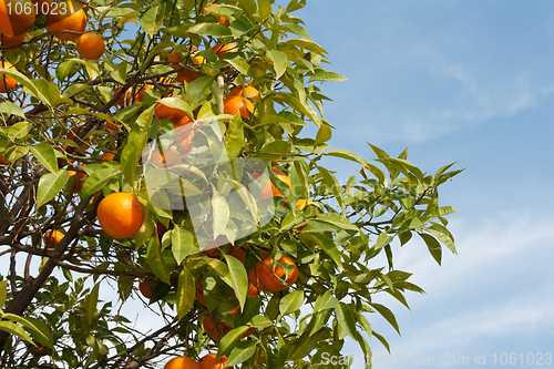 Image of Branches with the fruits