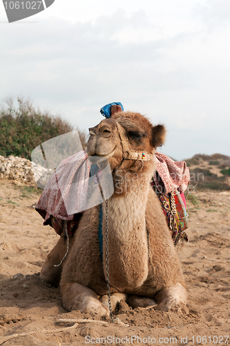Image of Camel sits