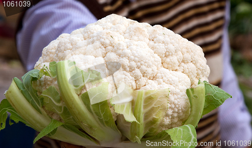 Image of Head of cauliflower