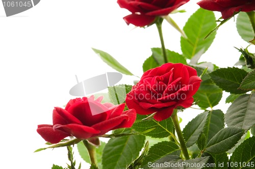 Image of red roses on a white background