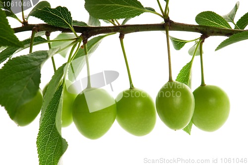 Image of growing green plums isolated on the white