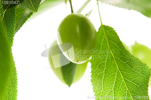 Image of growing green plums isolated on the white