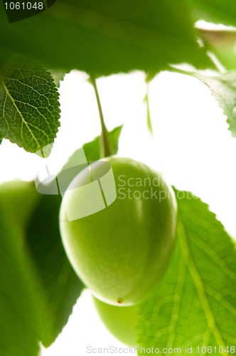 Image of growing green plums isolated on the white