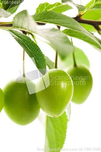 Image of growing green plums isolated on the white