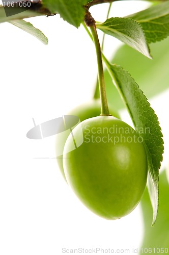 Image of growing green plums isolated on the white