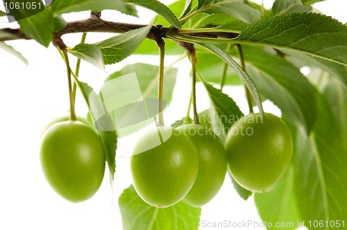 Image of growing green plums isolated on the white