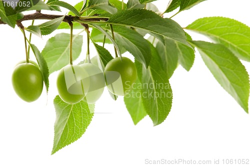 Image of growing green plums isolated on the white
