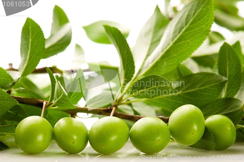 Image of growing green plums isolated on the white