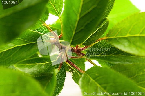 Image of Tree branch with leaves isolated on white 