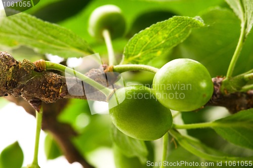 Image of growing green plums isolated on the white