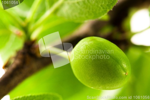 Image of growing green plums isolated on the white