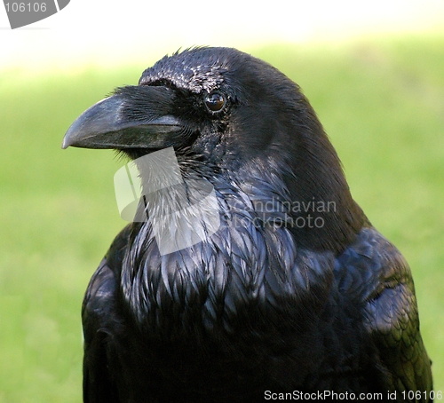 Image of BRITISH RAVEN