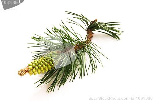 Image of pine branch isolated on the white background 